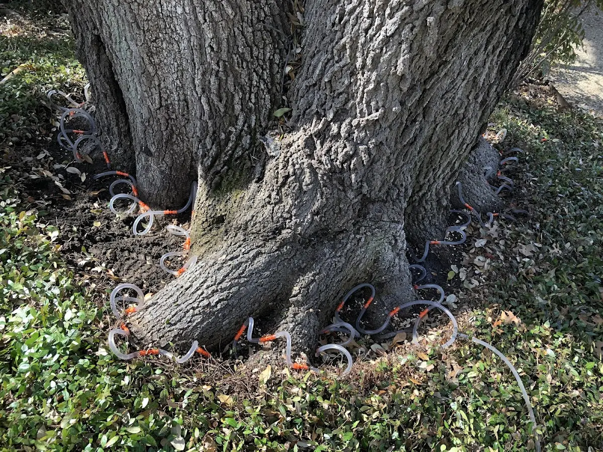 Detailed Tree Cabling and Bracing job site in Society Hill