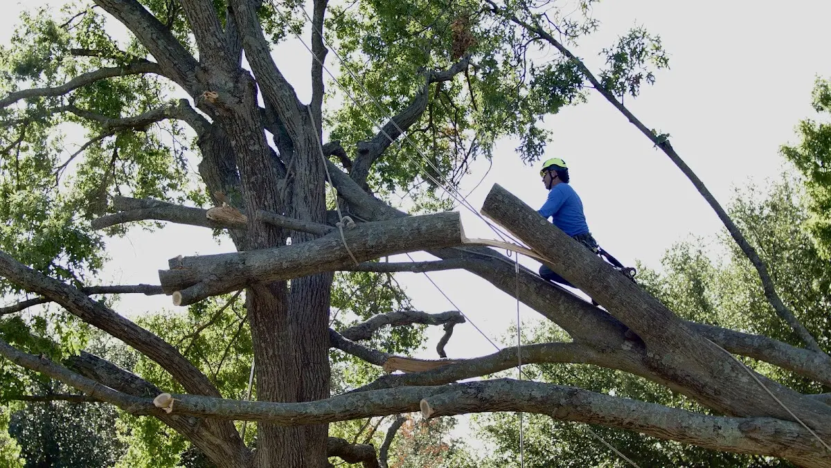 Professional Crown Thinning performed by certified arborists in Society Hill