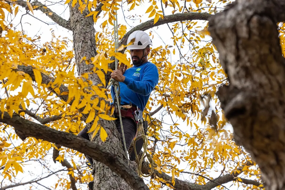 Skilled Tree Pruning crew working in Society Hill