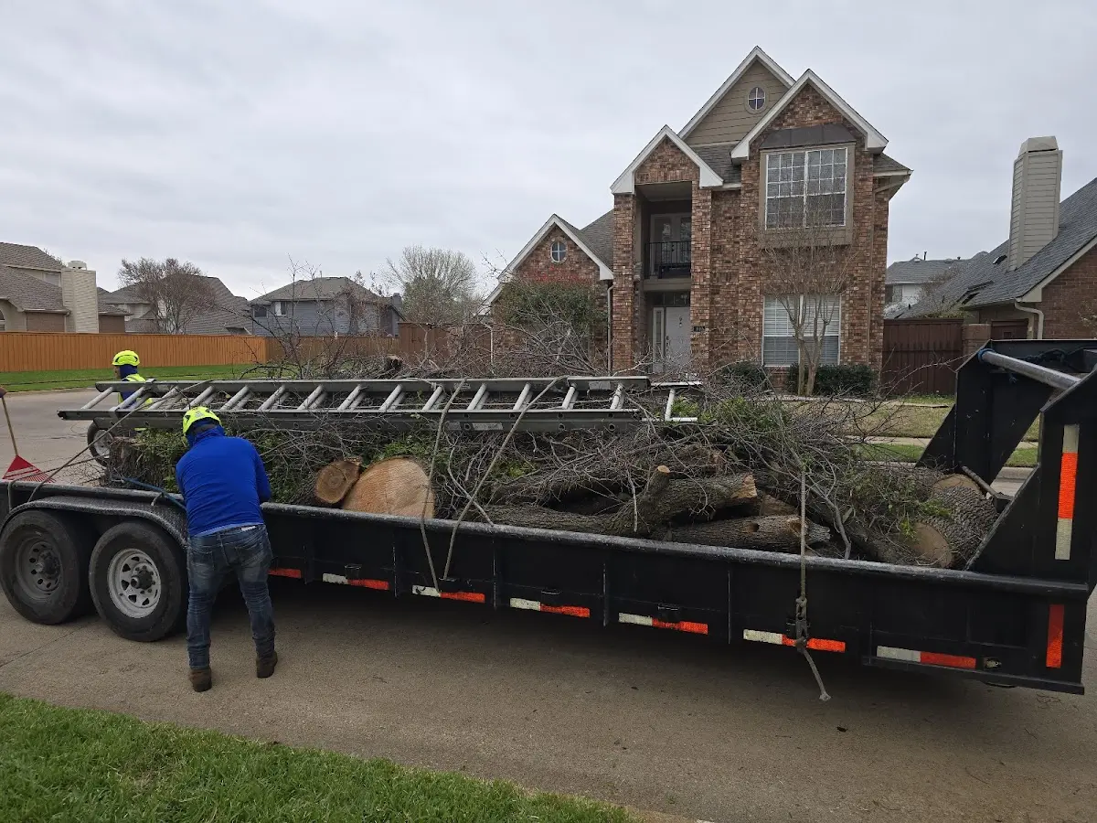 Expert Tree Removal with proper safety equipment in Society Hill